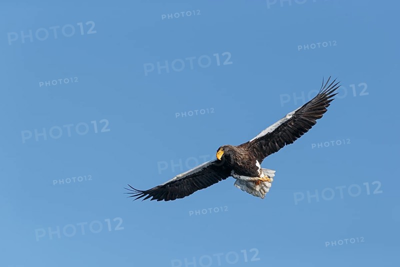 Steller's sea eagle