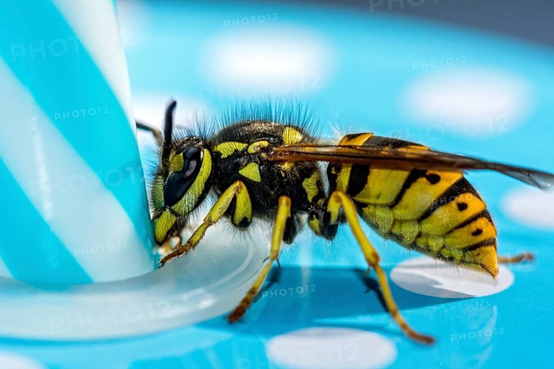 German wasp