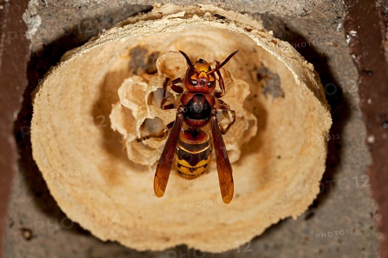 European hornet