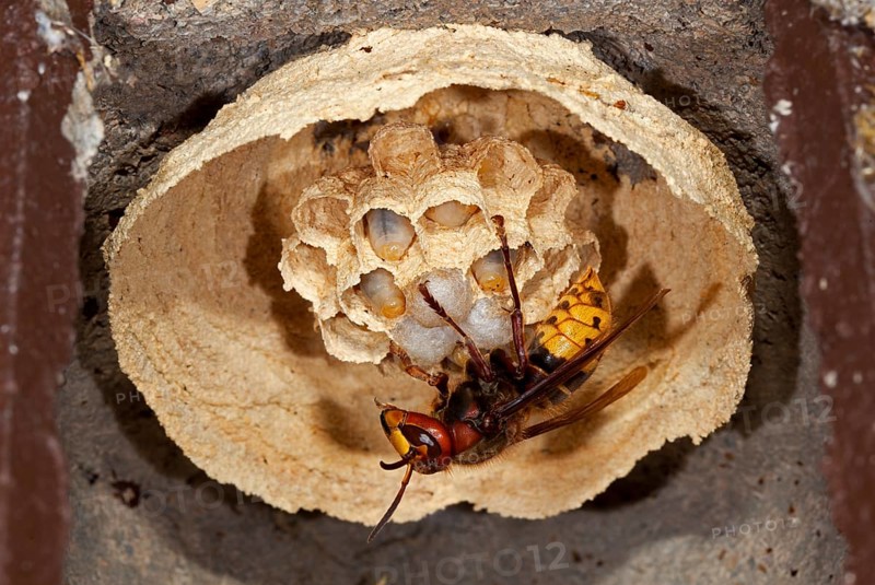 European hornet