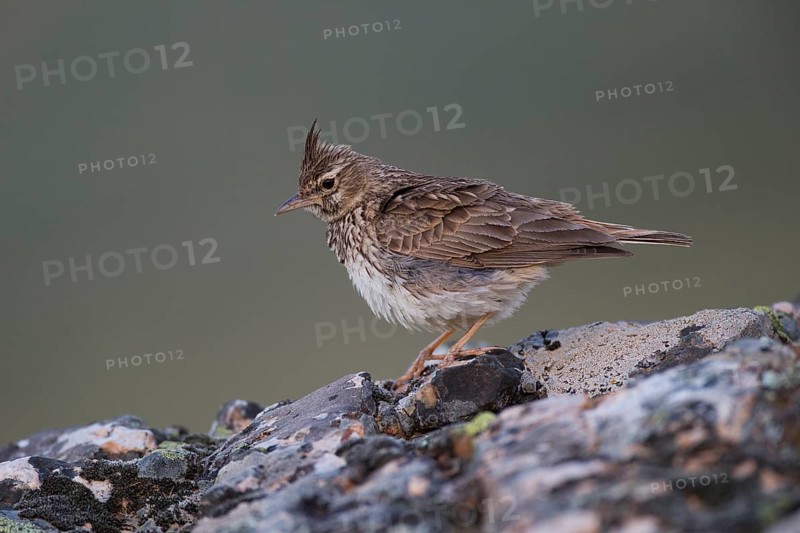 Thekla Lark
