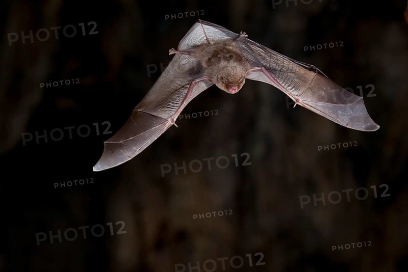 Common bent-wing bat