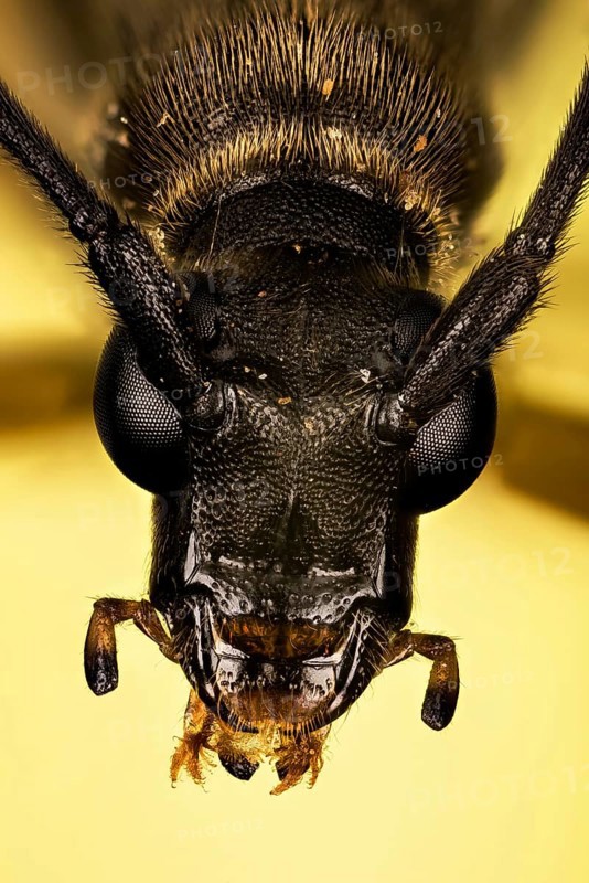 Makro Focus Stacking