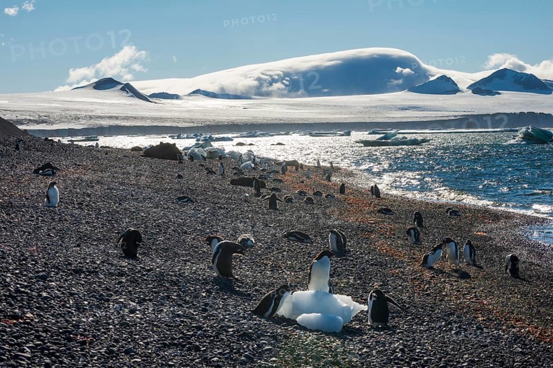 Adelie and Gentoo penguins