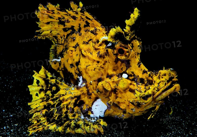 Yellow scorpionfish