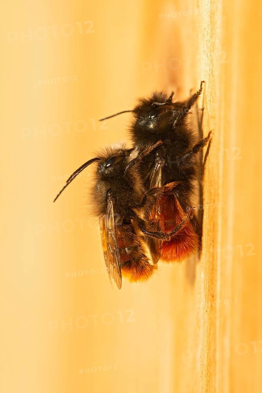 Hornfaced bee