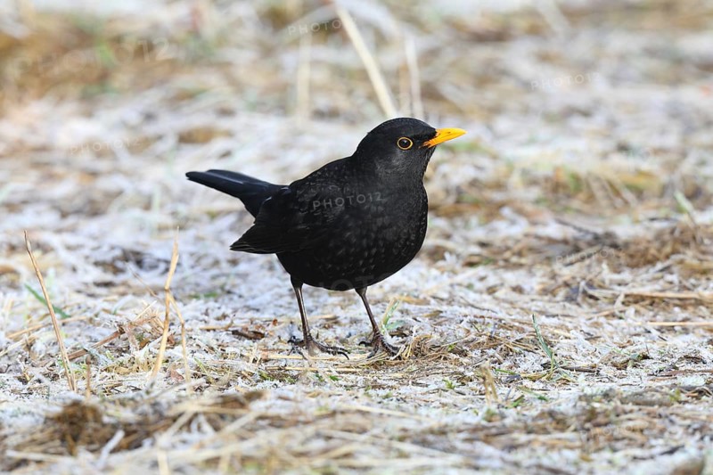Blackbird