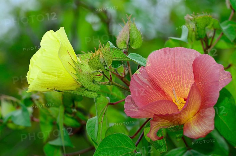 Flowers of Galapagos cotton