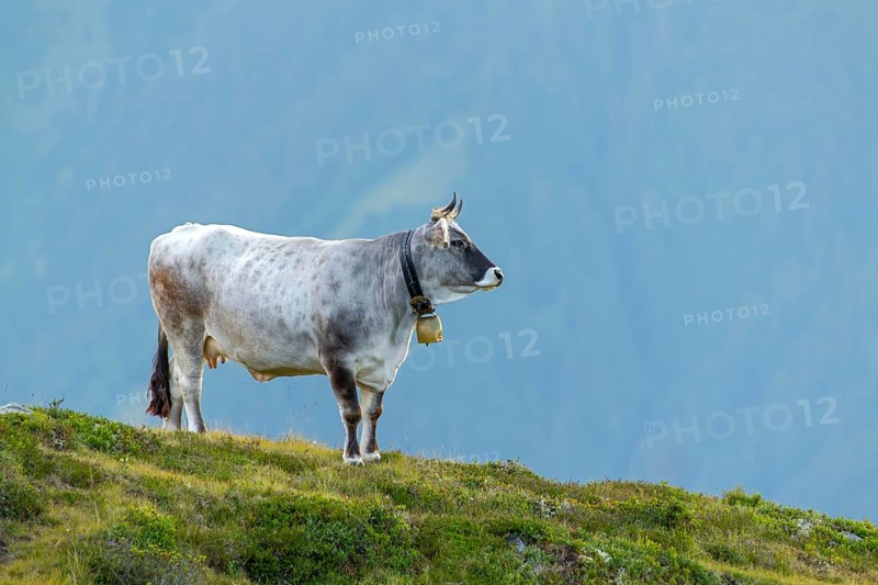 Cow on the mountain pasture