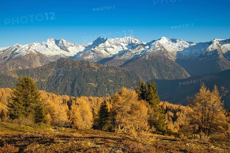 Autumn larch meadows