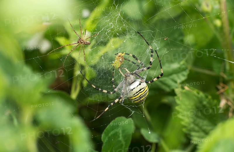 Canopy spider