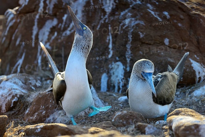 Courting blue-footed boobies