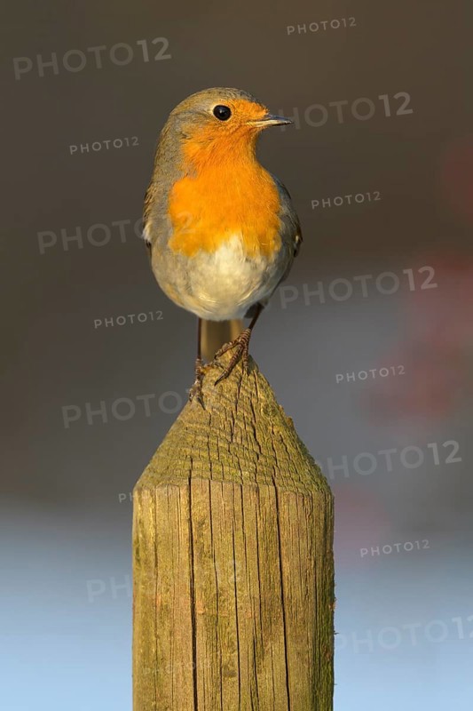 European robin
