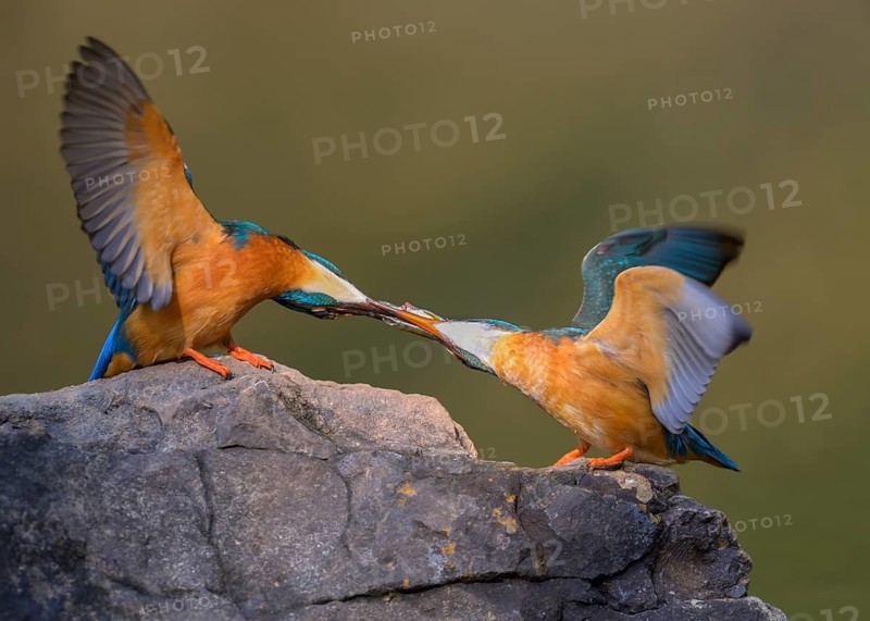 Common kingfisher