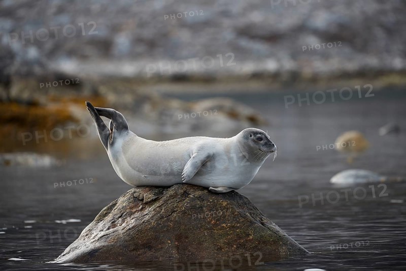 Harbor seal