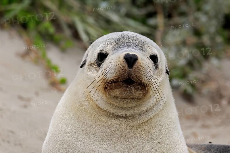 Australian sea lion
