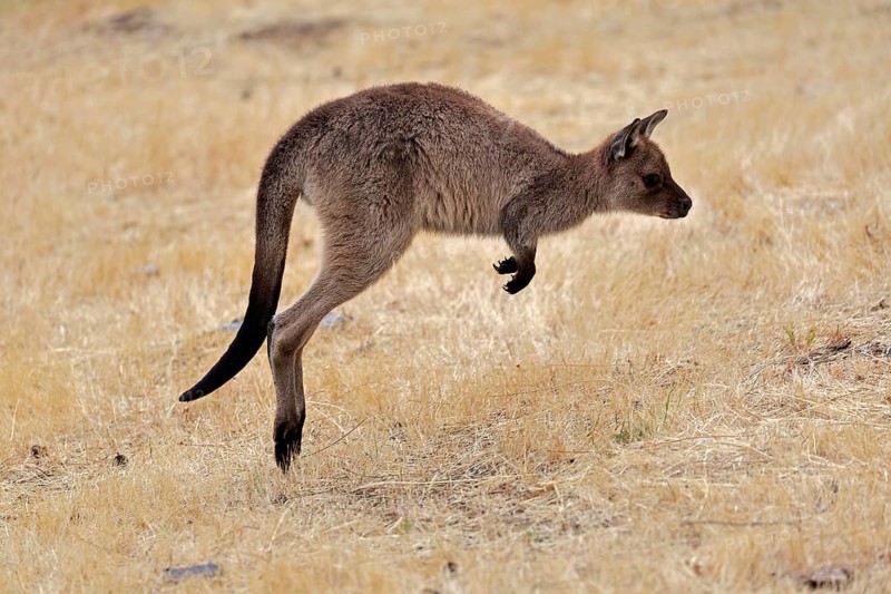 Kangaroo Island kangaroo