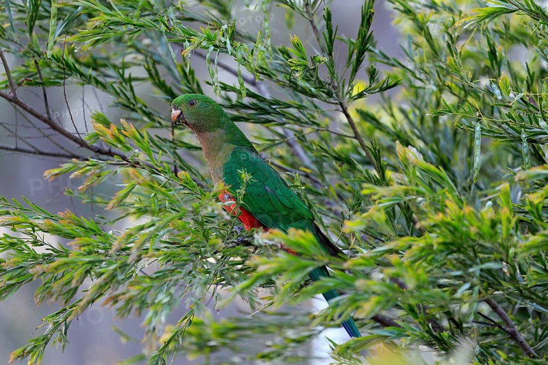 Australian king parrot
