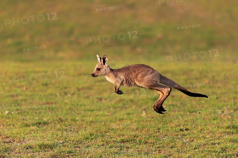 Eastern giant grey kangaroo