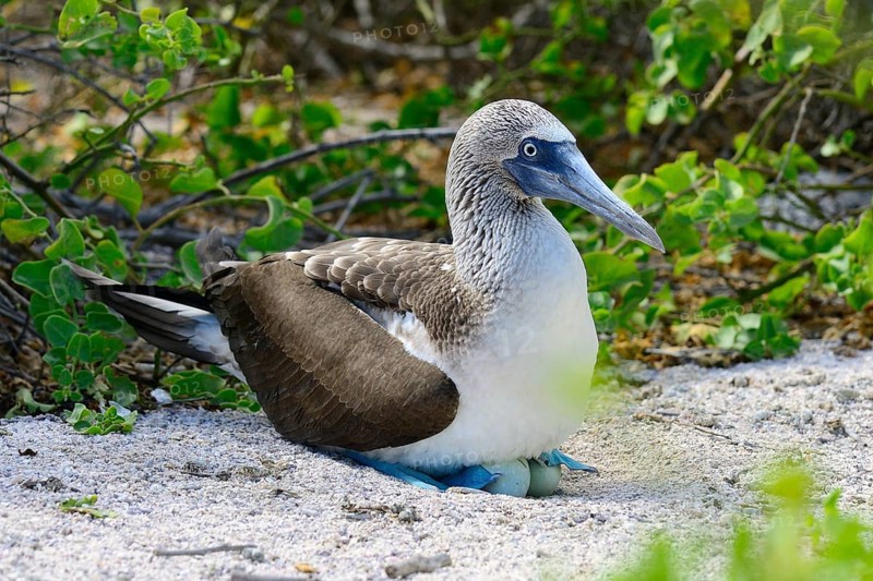 Blue-footed booby
