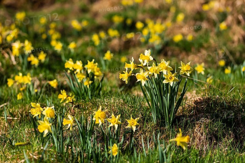 Daffodil meadow with wild yellow daffodils