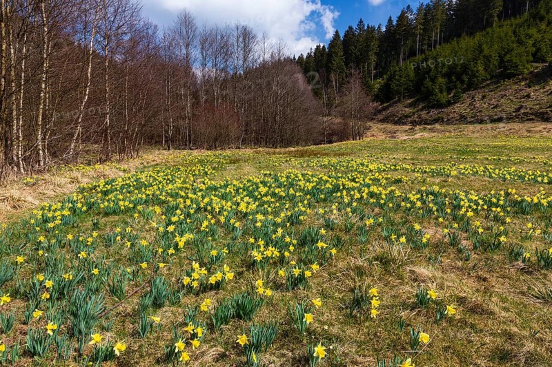 Daffodil meadow with wild yellow daffodils