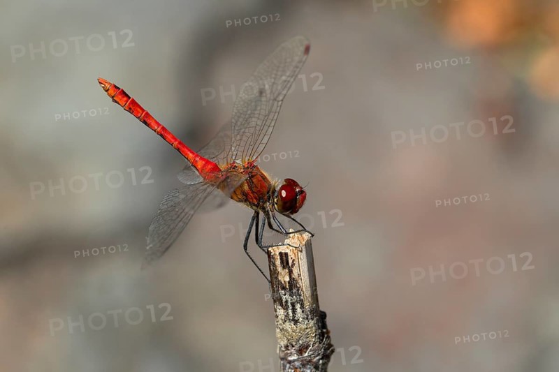 Blood Ruddy Darter