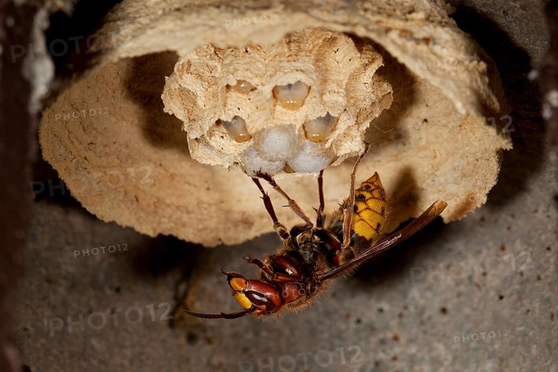 European hornet