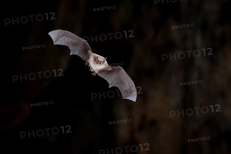 Long-fingered bat