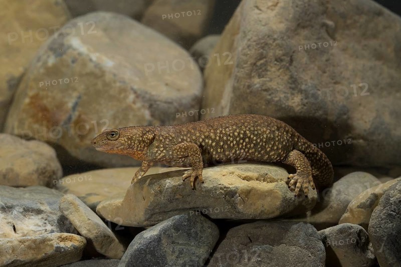 Pyrenean brook salamander