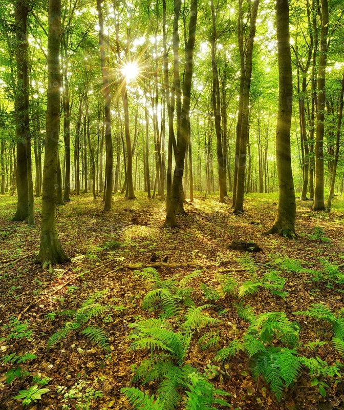 Light-flooded beech forest