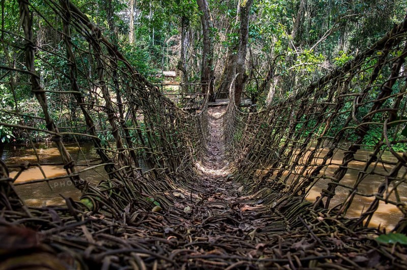 Hand made vine bridge in the Unesco world heritage sight Dzanga-Sangha Park Central African Republic