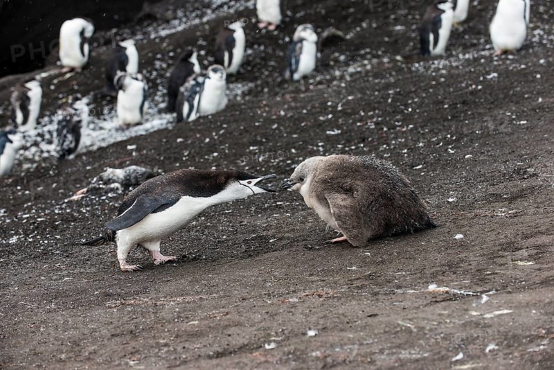 Chinstrap Penguin