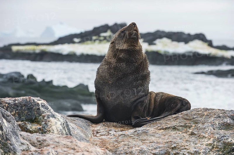 Antarctic fur seal