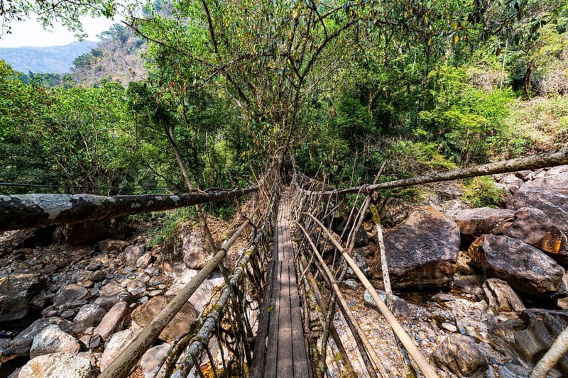 Living Root Bridge