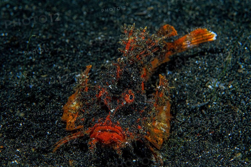 Spiny Devilfish