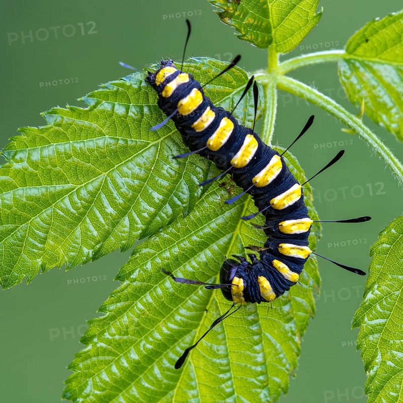 Alder moth