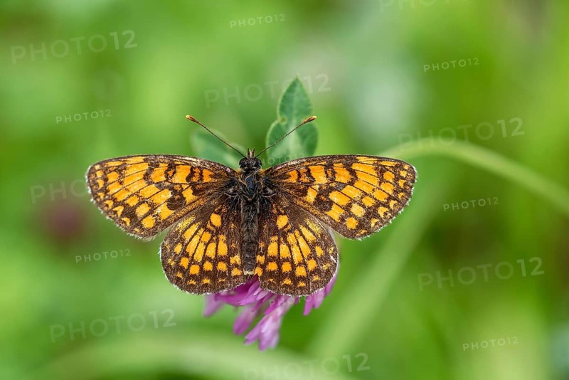 Heath fritillary