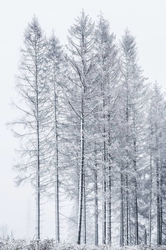 Spruce forest with snow and fog in the Harz mountains