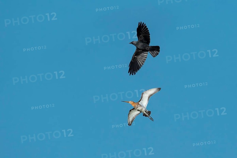 Black-tailed godwit