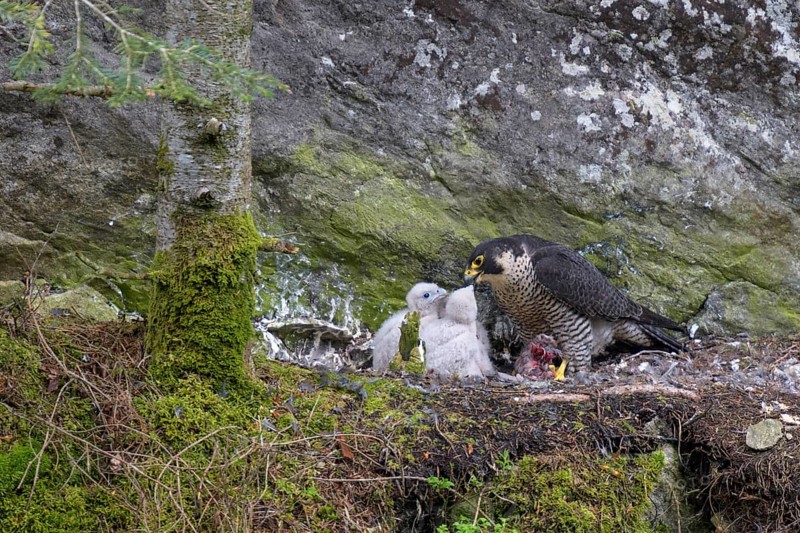 Peregrine falcon Falcon
