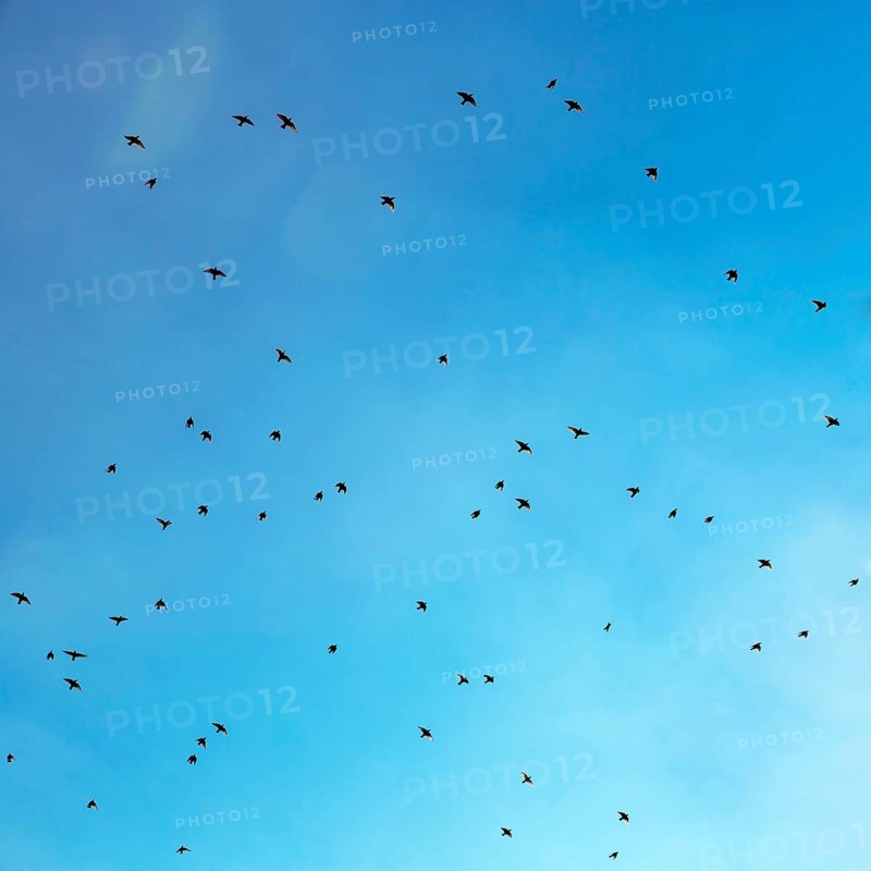 Starlings