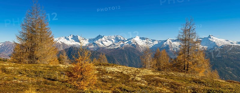 Autumn larch meadows