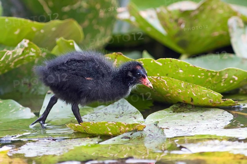 Common moorhen