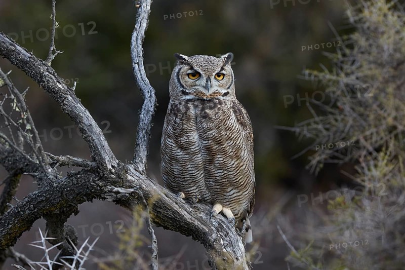 Magellanic horned owl