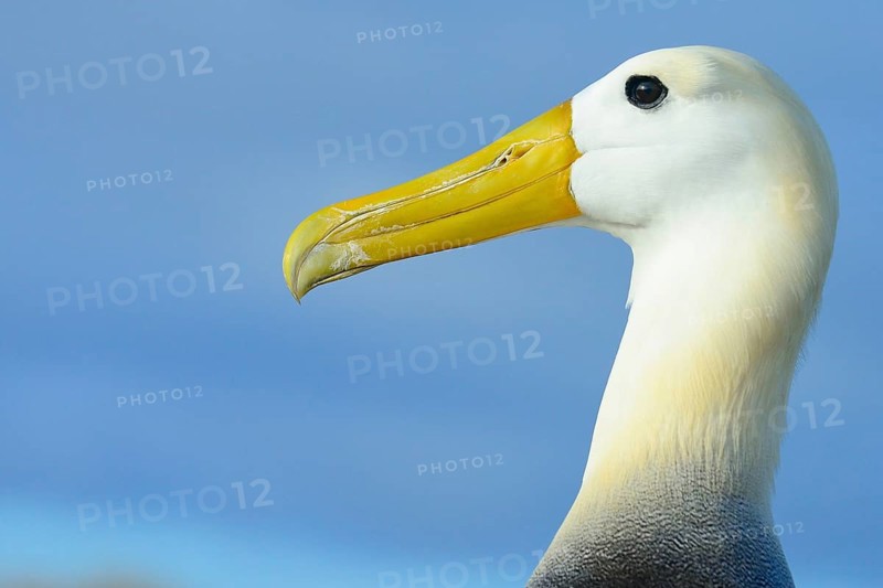 Waved albatross