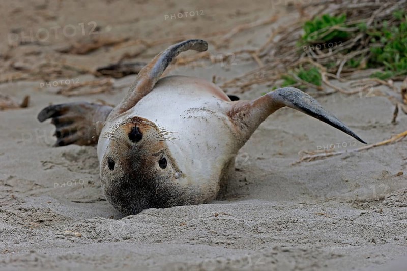 Australian sea lion