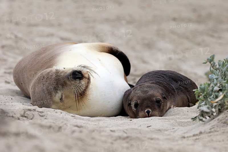 Australian sea lion