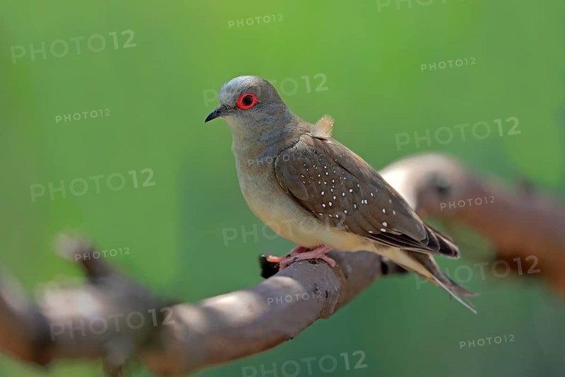 Diamond dove