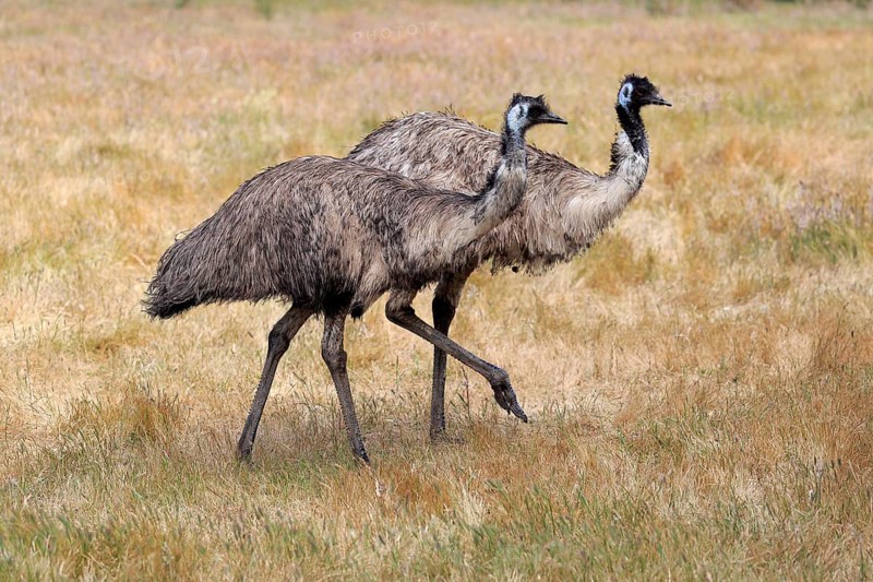 Emu